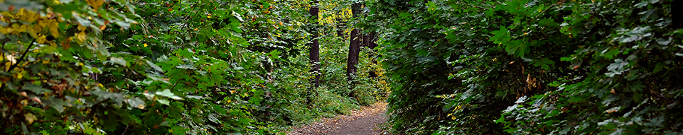 https://www.dagwandeling.nl/assets/images/sliders/wandeling-in-het-bos.png